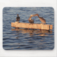 Roosting Pelicans Mousepad mousepad