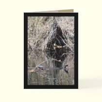 Root Cave cards