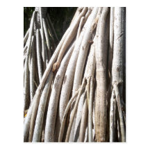 Rooted Postcards