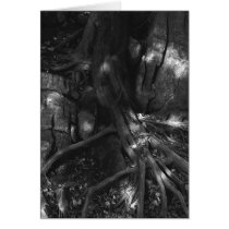 Roots # 6 cards