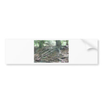 Roots Bumper Sticker