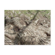 Roots postcards