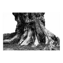 Roots posters