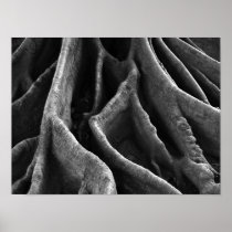 Roots Posters