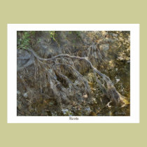 Roots posters