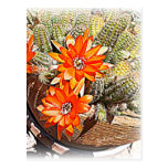Rope Cactus Blooms Post Cards