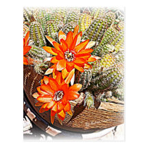 Rope Cactus Blooms Post Cards