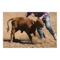 Roped calf is about to be tied posters