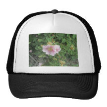 Rosa 4 gorro