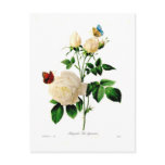 Rosa bengale post cards