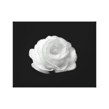 Rosa blanco en la lona negra de Streched del fondo Lona Envuelta Para Galerias