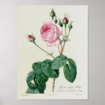 Rosa Centifolia Bullata Print