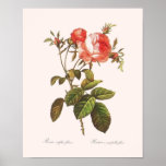 Rosa Centifolia Foliacea 16 X 20 posters