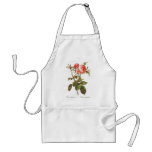Rosa Centifolia Foliacea aprons