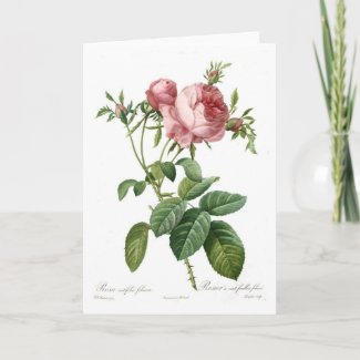 Rosa centifolia foliacea card