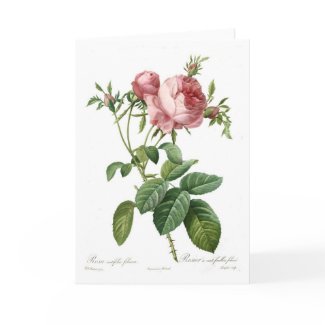 Rosa centifolia foliacea card