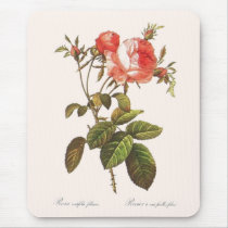 Rosa Centifolia Foliacea tapis de souris by botanicalblooms Rosa Centifolia Foliacea tapis de souris