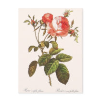 Rosa Centifolia Foliacea cartes postales by botanicalblooms Rosa Centifolia Foliacea cartes postales