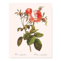 Rosa Centifolia Foliacea posters by botanicalblooms Rosa Centifolia Foliacea posters