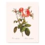 rose, roses, rosa, botanical, botanicals, botany,