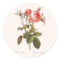 Rosa Centifolia Foliacea autocollants by botanicalblooms Rosa Centifolia Foliacea autocollants