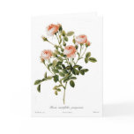 Rosa centifolia pomponia greeting cards