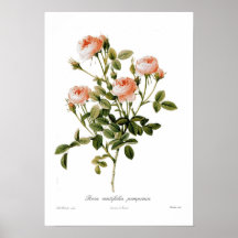 Rosa centifolia pomponia posters