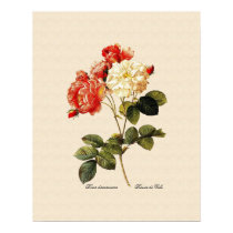 Rosa damascena celsiana print