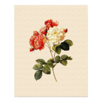 Rosa damascena celsiana print