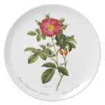 Rosa damascena coccinea plates