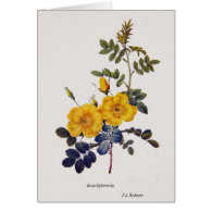 Rosa Eglanteria, P. J. Redoute, wild yellow roses Greeting Cards