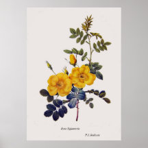 Rosa Eglanteria, rosas salvajes, P.J. Redoute Impresiones
