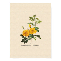 Rosa foetida posters