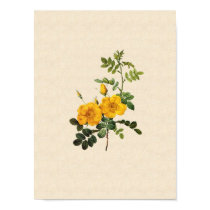Rosa foetida print