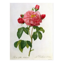 Rosa Gallica Aurelianensis Post Cards
