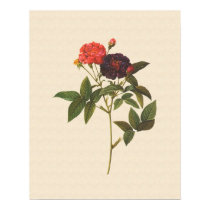 Rosa gallica purpurea velutina posters