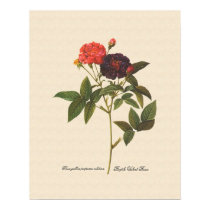 Rosa gallica purpurea velutina print