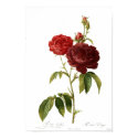 Rosa gallica purpuro-violacea magna posters by Botany_Boy Rosa gallica purpuro-violacea magna posters