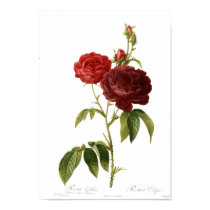 Rosa gallica purpuro-violacea magna posters by Botany_Boy Rosa gallica purpuro-violacea magna posters
