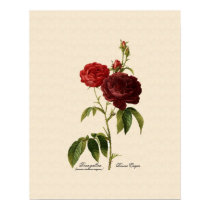 Rosa gallica purpuro-violacea magna poster