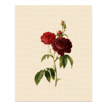 Rosa gallica purpuro-violacea magna print