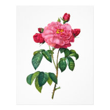Rosa Gallica - Red Rose by Redoute Letterhead Template