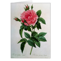 Rosa Gallica Regallis Greeting Cards