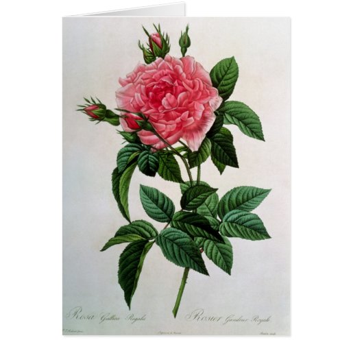 Rosa Gallica Regallis Greeting Cards