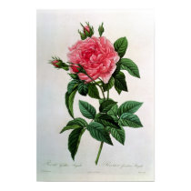 Rosa Gallica Regallis posters