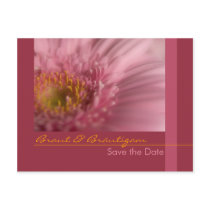 Rosa Gerbera • Save the Date Postkarte postcards
