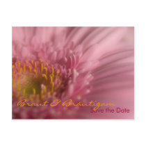 Rosa Gerbera • Save the Date Postkarte postcards
