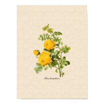 Rosa hemispherica print