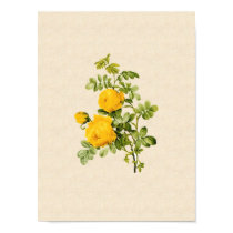 Rosa hemispherica poster