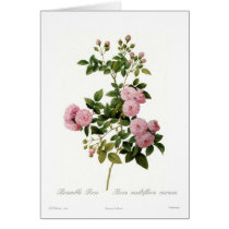 Rosa multiflora carnea(Bramble Rose) Card